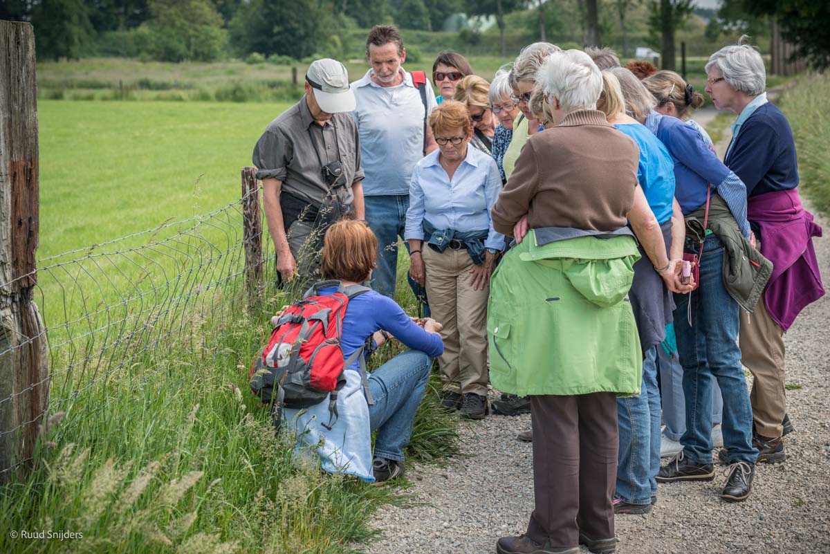 Wilde-Kruiden-LR-5418